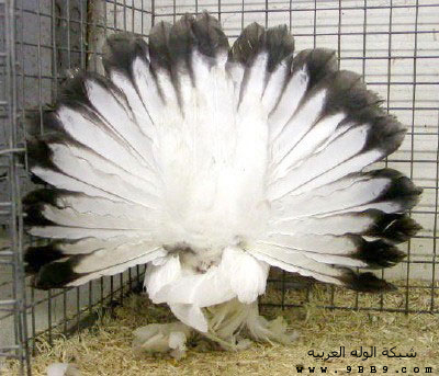 manific tawsya 
